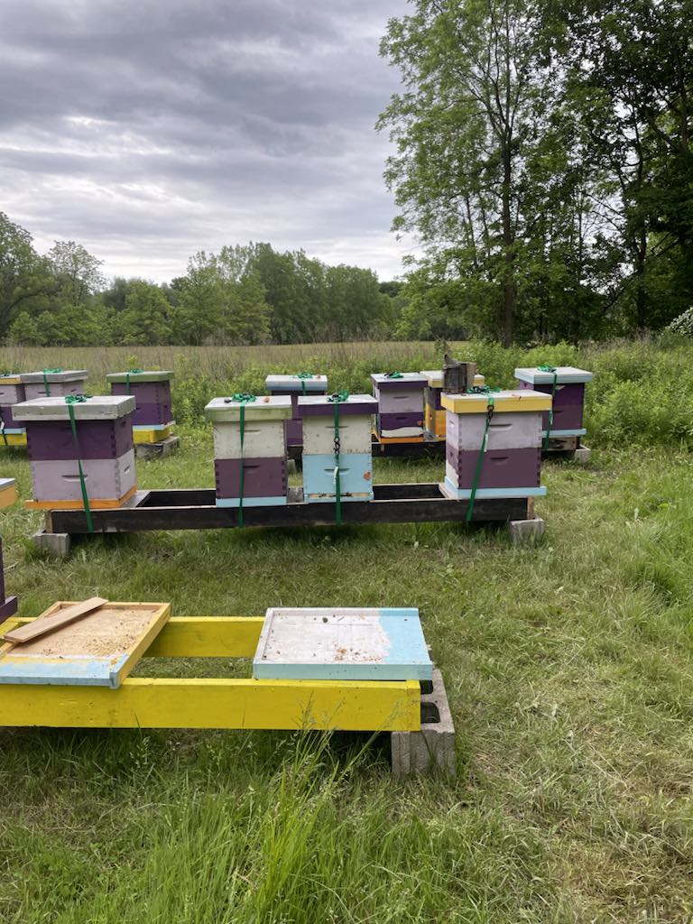 Overwintering Bees in Warm Places