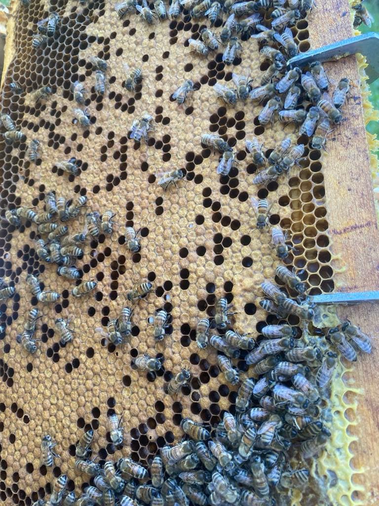Proactive Varroa Mite Testing and Treatment