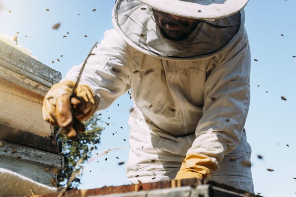disease resistance in bees 