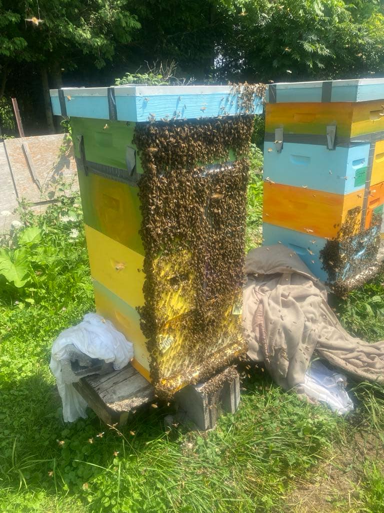 double nuc hive a honey bee product