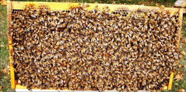 2025 Overwintered Nuc with Overwintered Queen - Late April - Early May