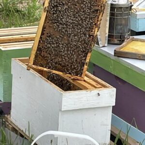 Silver Creeks Bees