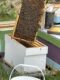 Silver Creeks Bees