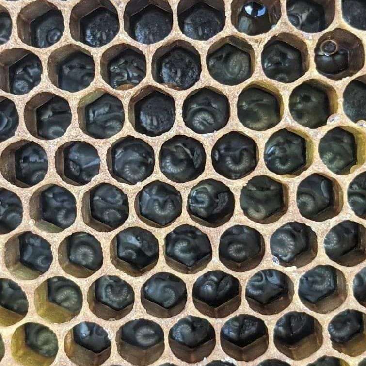 getting started with beekeeping in apiary farm management