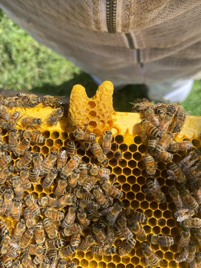 Honey bee calendar time table