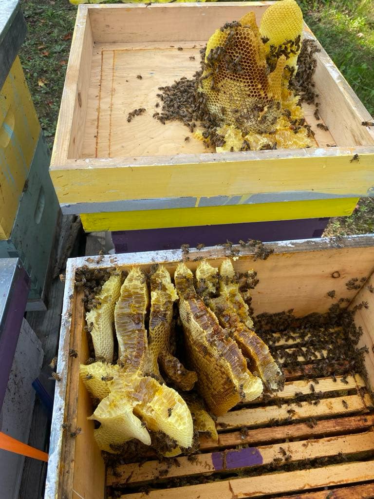 Assume And Presume Myths And Facts In Beekeeping
