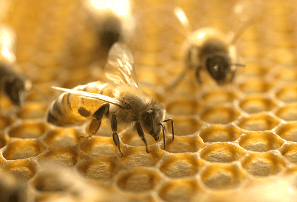 Varroa Destructor Virus for New Beekeepers