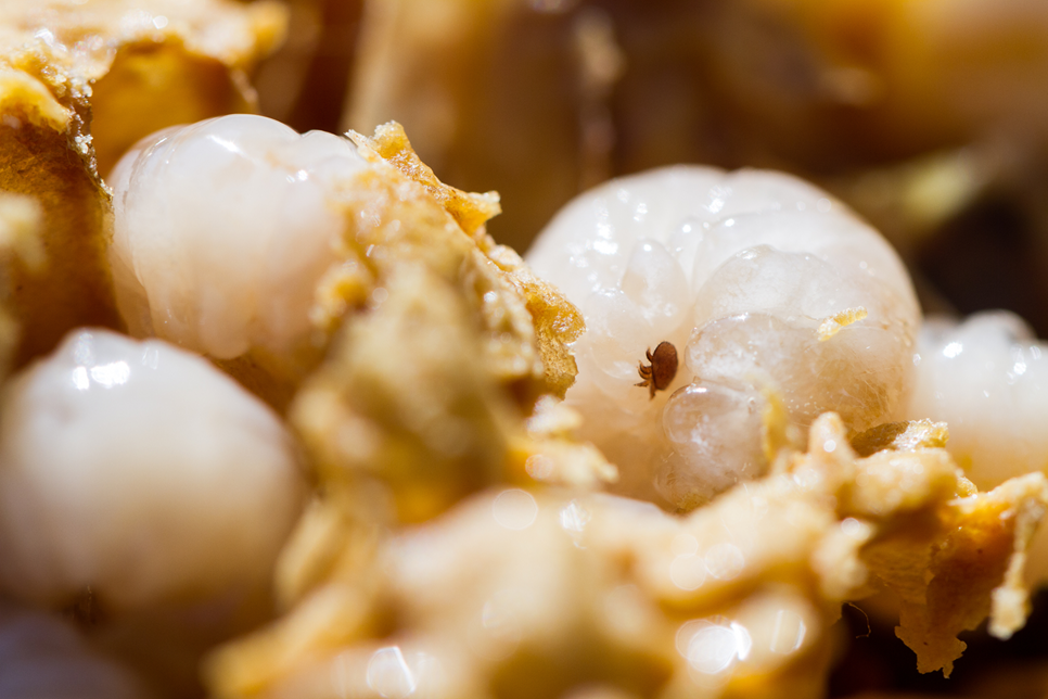 Varroa Destructor Virus and Natural Treatments for New Beekeepers