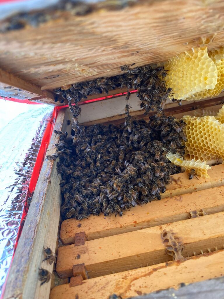 Varroa Destructor Virus and Natural Treatments for New Beekeepers